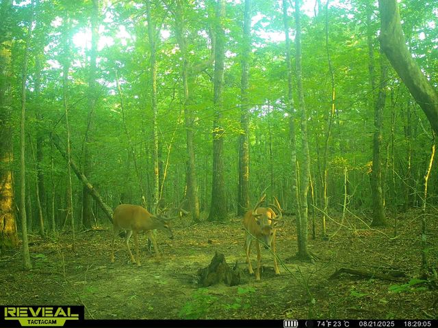 0 Summerfield Rd, Monteagle, TN 37356