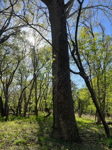 1375 SE 800 Road, Collins, MO 64738