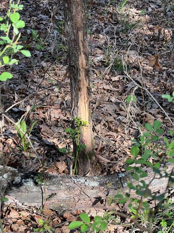 1375 SE 800 Road, Collins, MO 64738