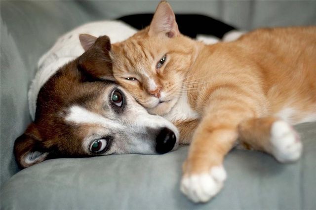 474 THOMAS Street, Sebastian, FL 32958