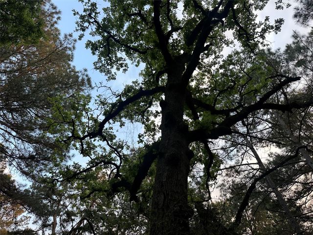 Lot 85 Pr 1317, Centerville, TX 75833