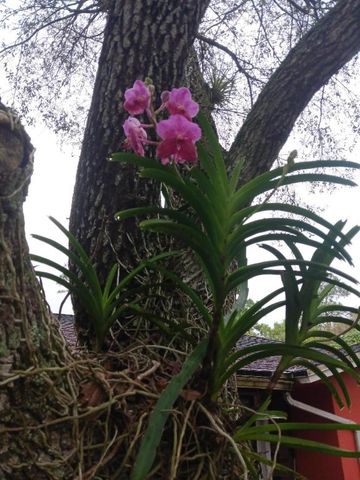 14817 Snail Trail, Loxahatchee Groves, FL 33470