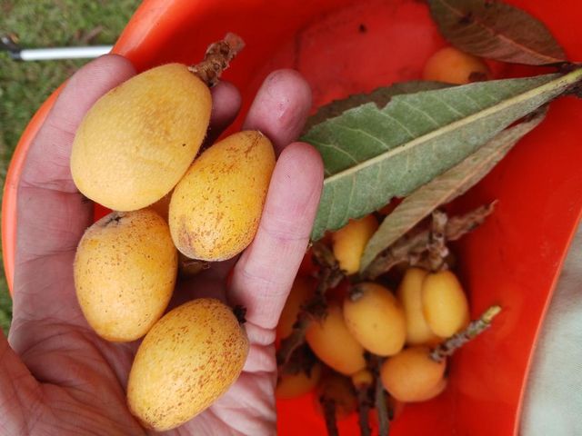 14817 Snail Trail, Loxahatchee Groves, FL 33470