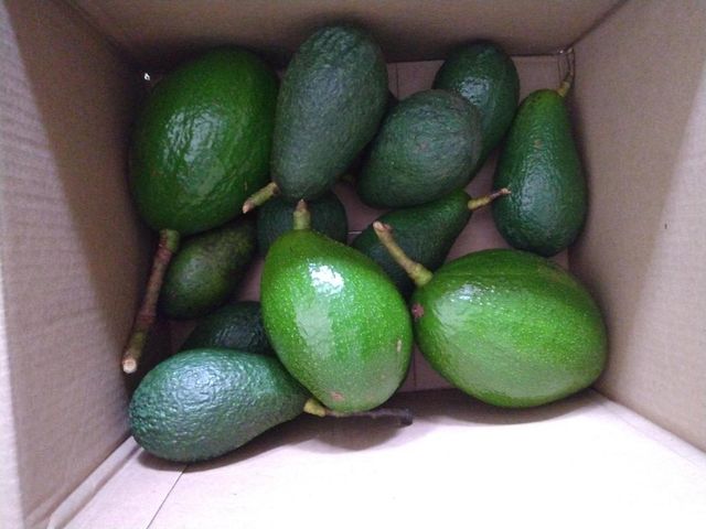 14817 Snail Trail, Loxahatchee Groves, FL 33470