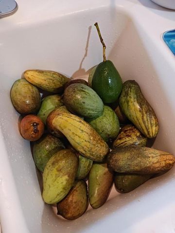 14817 Snail Trail, Loxahatchee Groves, FL 33470