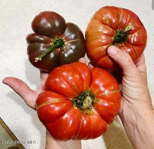 2447 Turner Hill Rd, Bonners Ferry, ID 83805