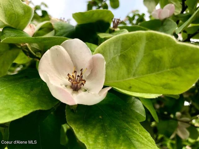 2447 Turner Hill Rd, Bonners Ferry, ID 83805