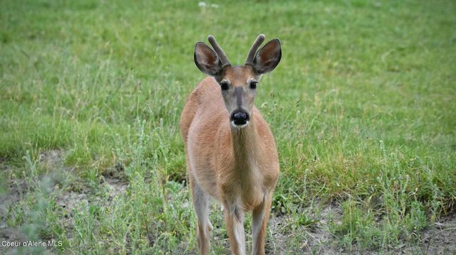 2447 Turner Hill Rd, Bonners Ferry, ID 83805