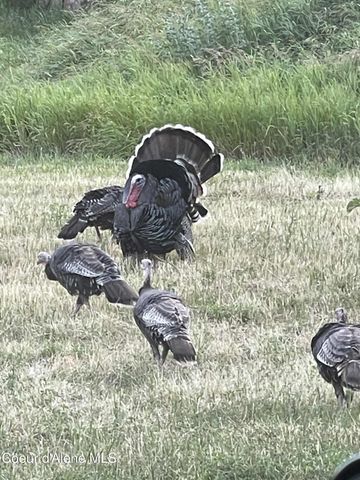 2447 Turner Hill Rd, Bonners Ferry, ID 83805