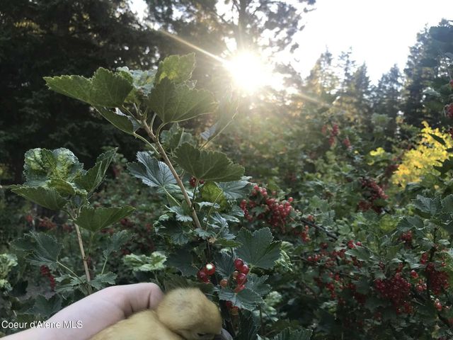 2447 Turner Hill Rd, Bonners Ferry, ID 83805