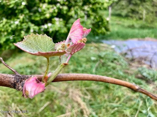 2447 Turner Hill Rd, Bonners Ferry, ID 83805