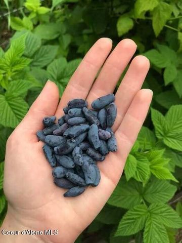 2447 Turner Hill Rd, Bonners Ferry, ID 83805