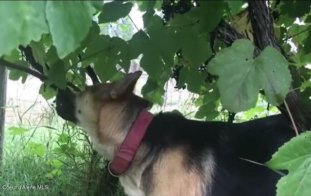 2447 Turner Hill Rd, Bonners Ferry, ID 83805