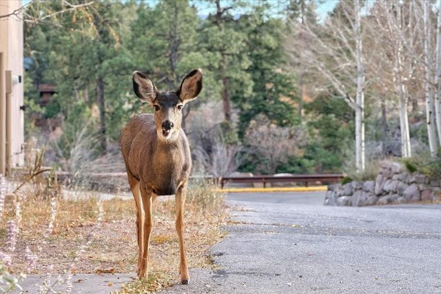 4714 Quemazon Place, Los Alamos, NM 87544