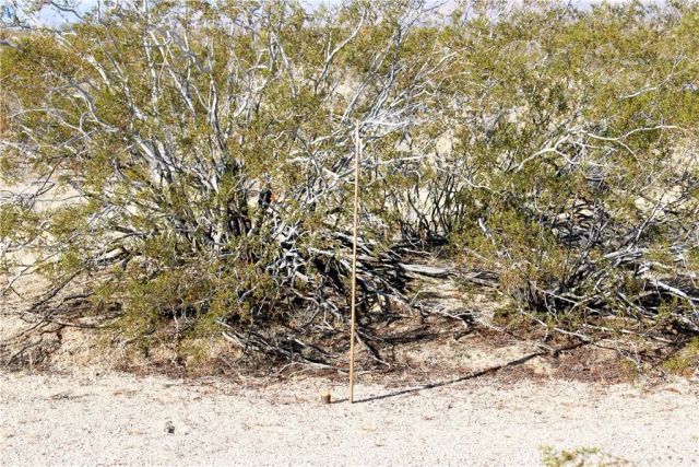 61308104 Dorth, 29 Palms, CA 92277