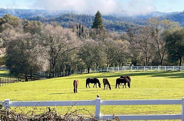 4770 Pedro Hill Rd, Pilot Hill, CA 95664