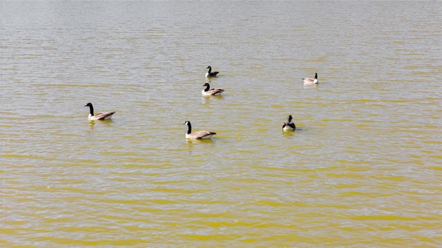 9198 SW 62ND TERRACE ROAD, Ocala, FL 34476