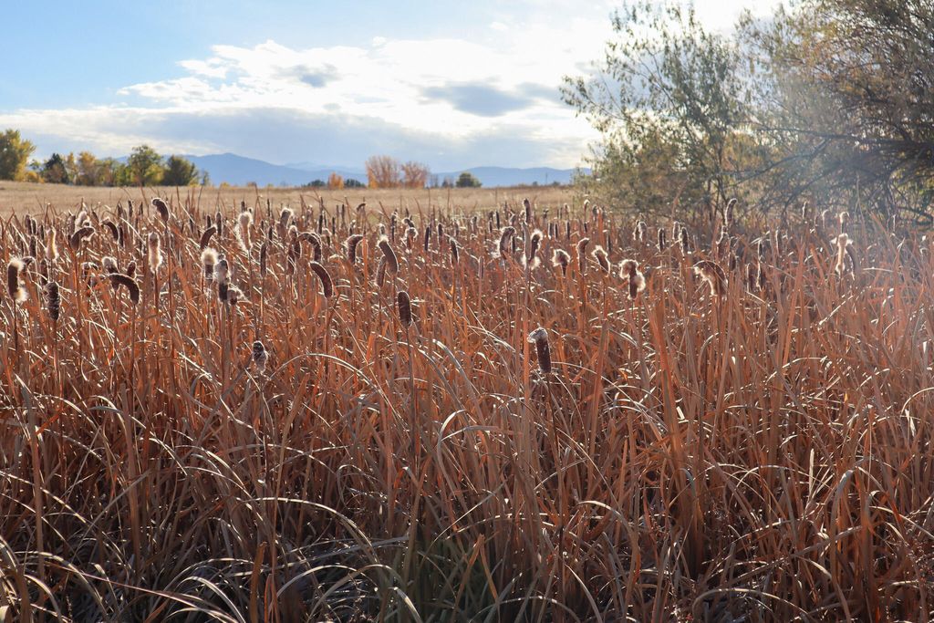 Morrison Ranch Road, Sheridan, WY 82801 photo 6