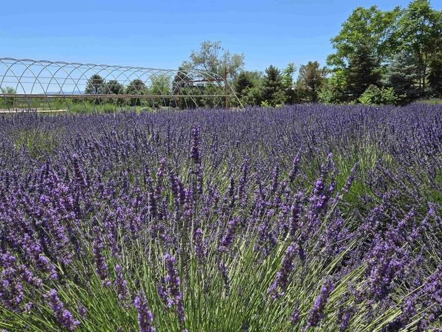 3669 G Road, Palisade, CO 81526