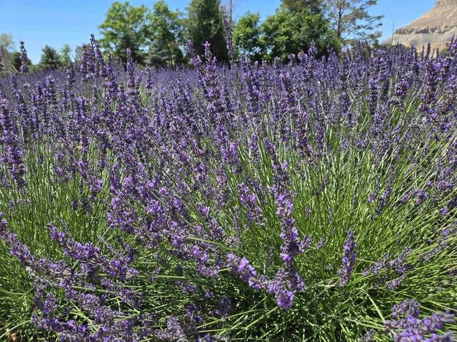 3669 G Road, Palisade, CO 81526