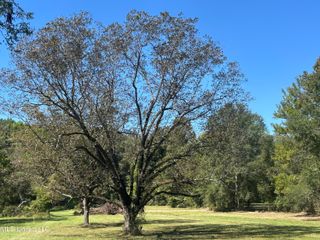 Pinehaven Road Lot 1, Clinton, MS 39056