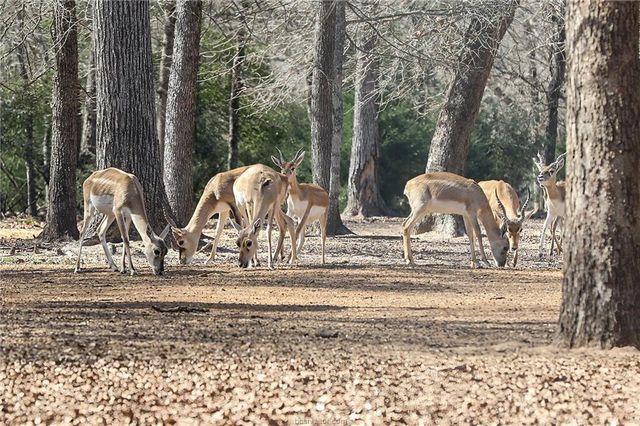 3190 Fm 1361, Somerville, TX 77879