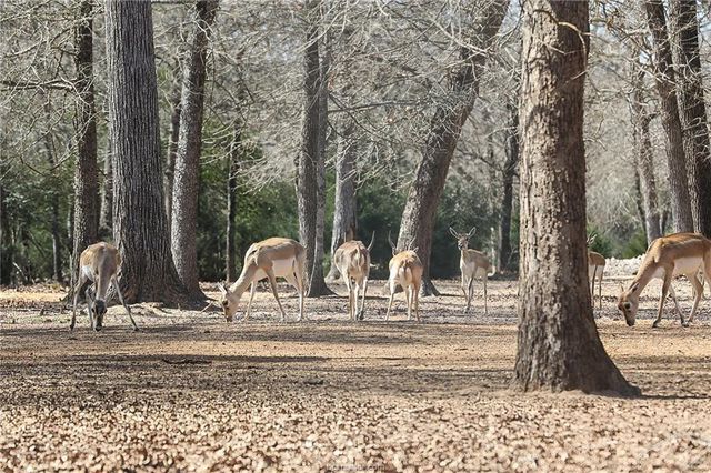 3190 Fm 1361, Somerville, TX 77879