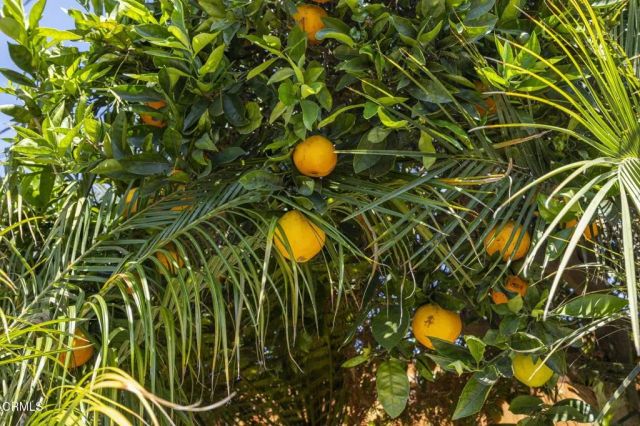 630 Redwood Avenue, Ventura, CA 93003