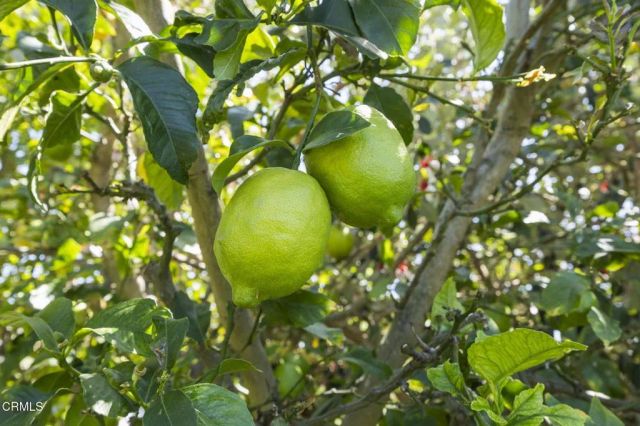 630 Redwood Avenue, Ventura, CA 93003