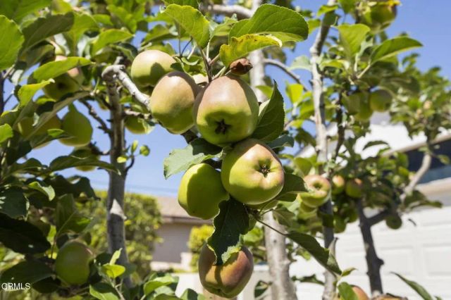 630 Redwood Avenue, Ventura, CA 93003