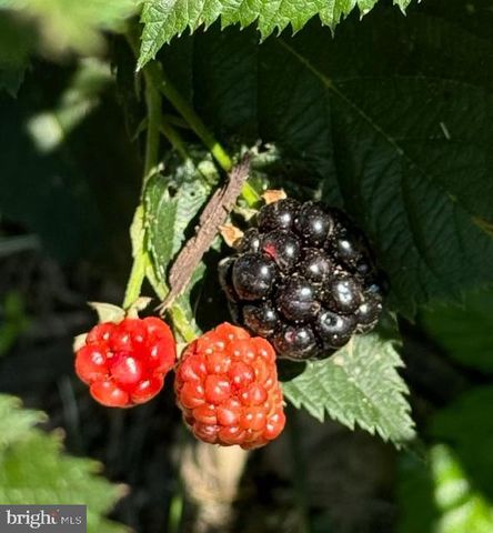 13519 ALLNUTT LN, Highland, MD 20777