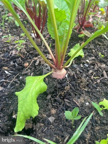 13519 ALLNUTT LN, Highland, MD 20777