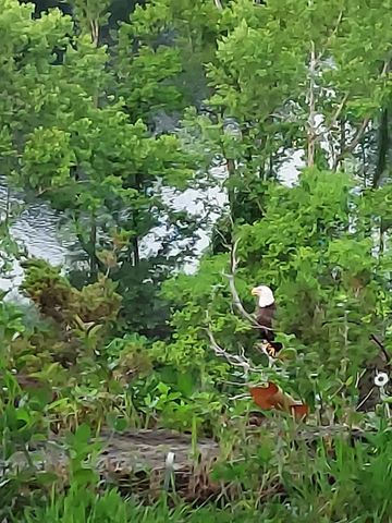 1004 Cliff Drive, Branson, MO 65616