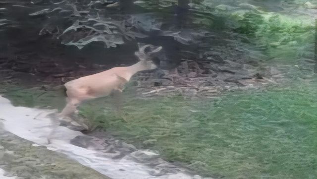 1384 Olson Road, Manistee Twp, MI 49660