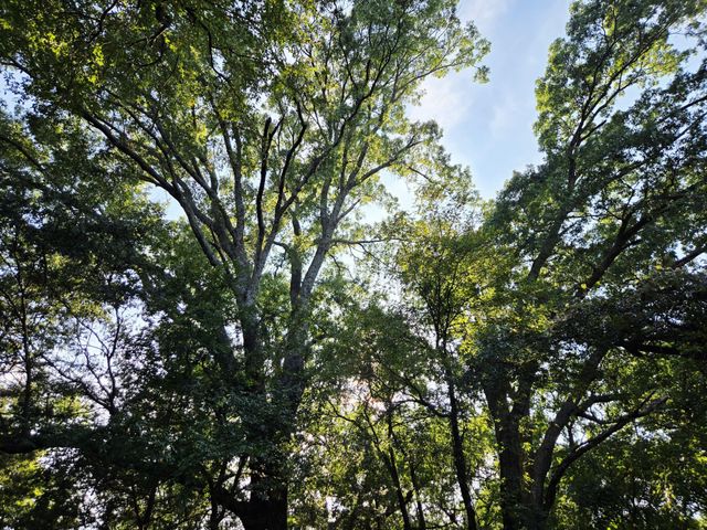 347 Copper Branch Road, Whitesboro, TX 76273