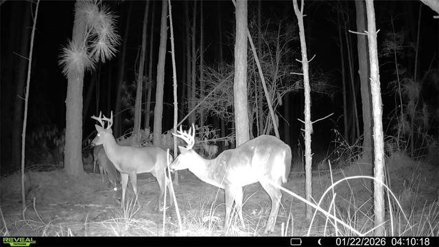 7291 Grey Hawk Road, Manor, GA 31550