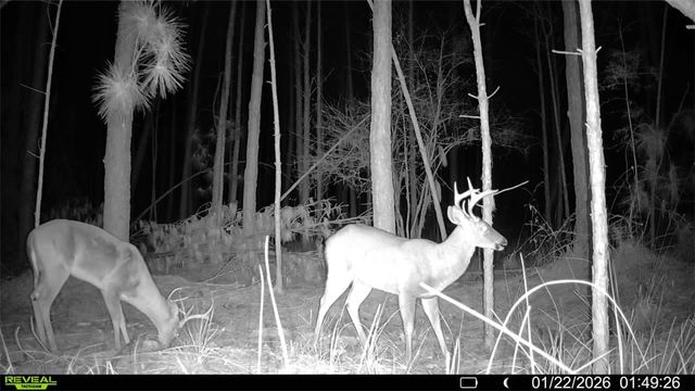 7291 Grey Hawk Road, Manor, GA 31550