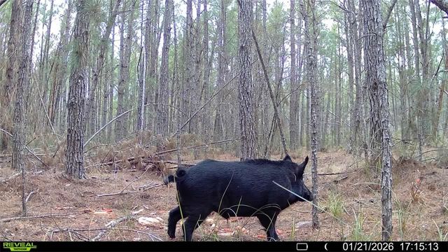 7291 Grey Hawk Road, Manor, GA 31550