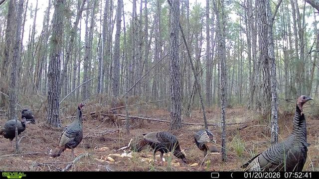 7291 Grey Hawk Road, Manor, GA 31550