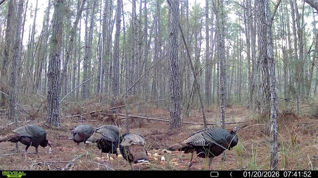 7291 Grey Hawk Road, Manor, GA 31550