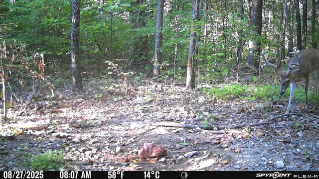 240 Scenic Ct, Pulaski, TN 38478