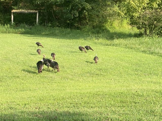 240 Scenic Ct, Pulaski, TN 38478