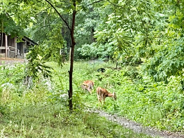 915 Oscar Morgan Road, Strunk, KY 42649