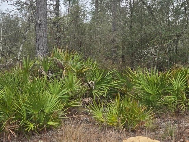 0000 NW CR 274 Road, Altha, FL 32421