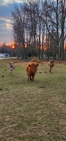 135 Campbellsville Pike, Ethridge, TN 38456