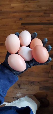 135 Campbellsville Pike, Ethridge, TN 38456