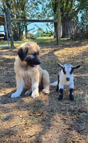 135 Campbellsville Pike, Ethridge, TN 38456