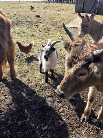 135 Campbellsville Pike, Ethridge, TN 38456