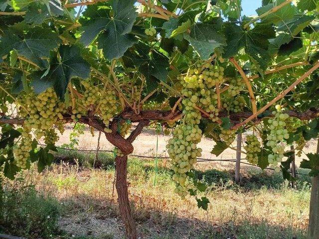 E Olive Ave Avenue, Porterville, CA 93257