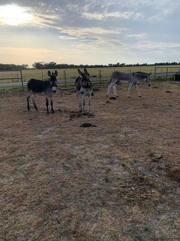 10658 County Road 350, Terrell, TX 75160